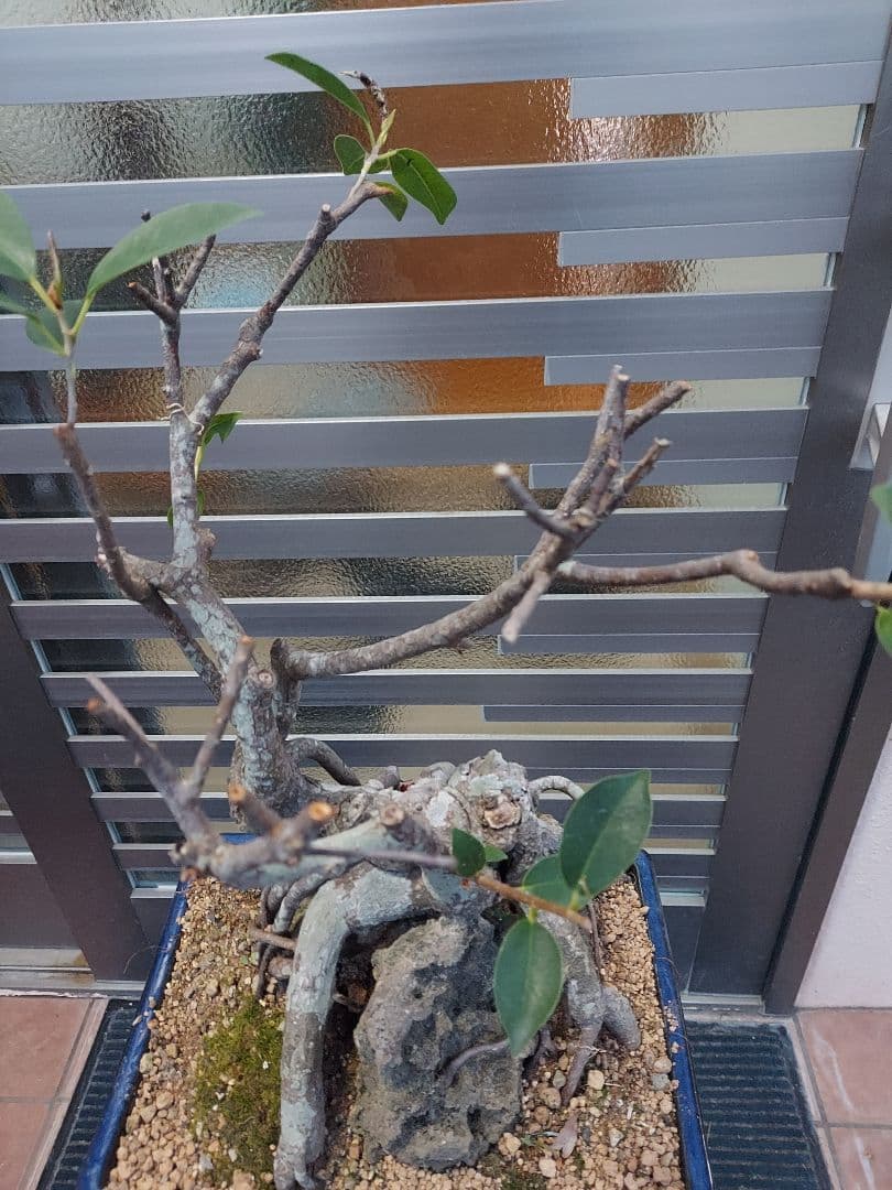 がじゅまる盆栽　盆栽育成中‼️