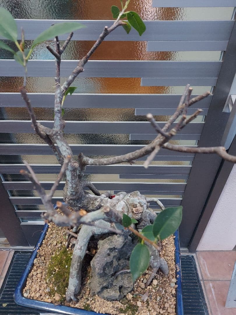 がじゅまる盆栽　盆栽育成中‼️