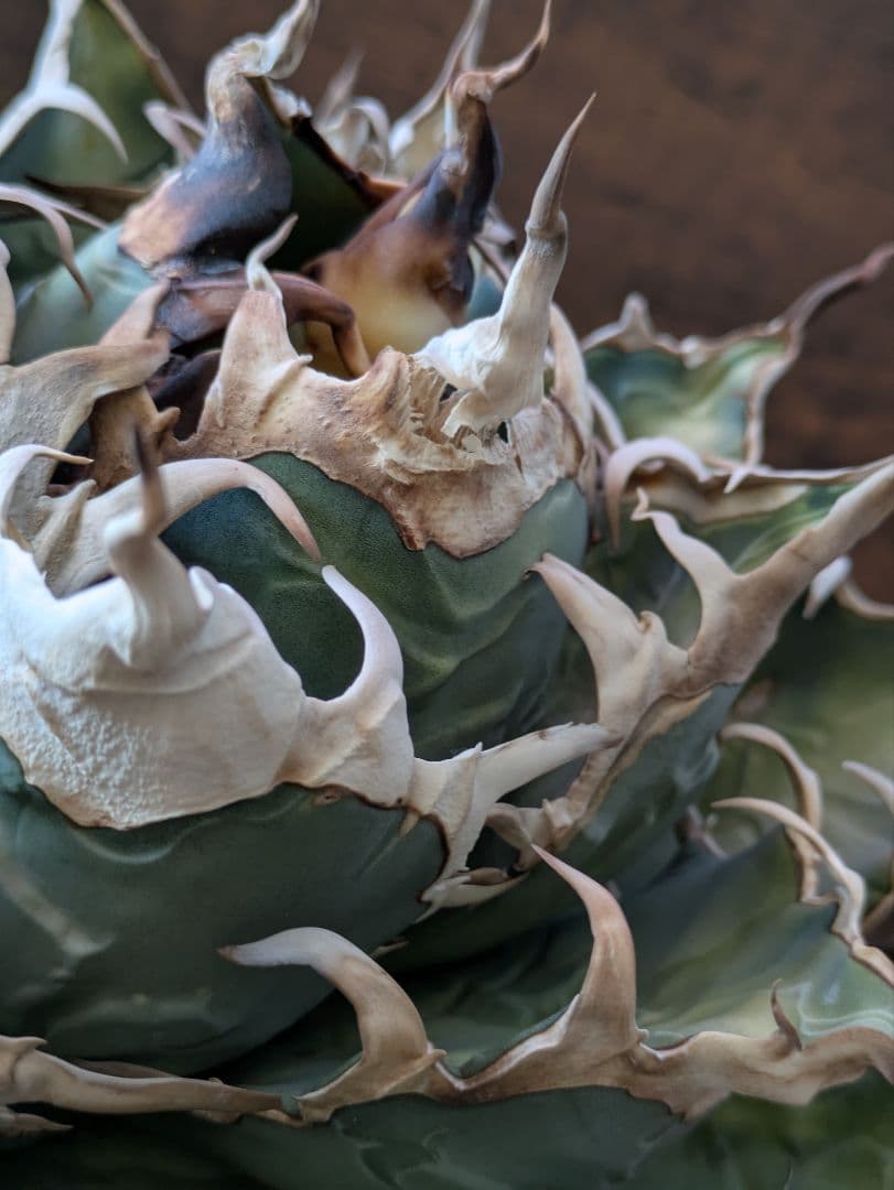 【ワイルド】オアハカ オテロイ 大株