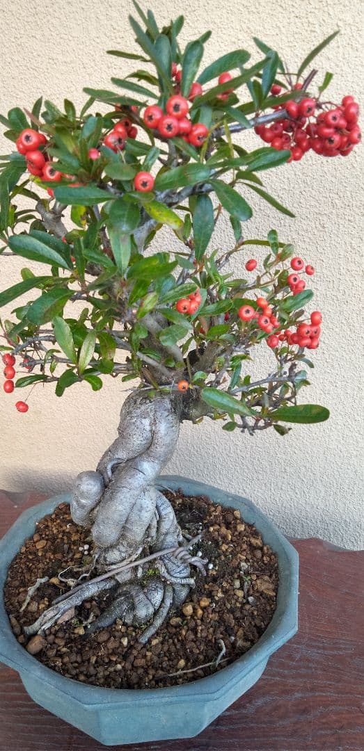 貴風盆栽ピラカンサ