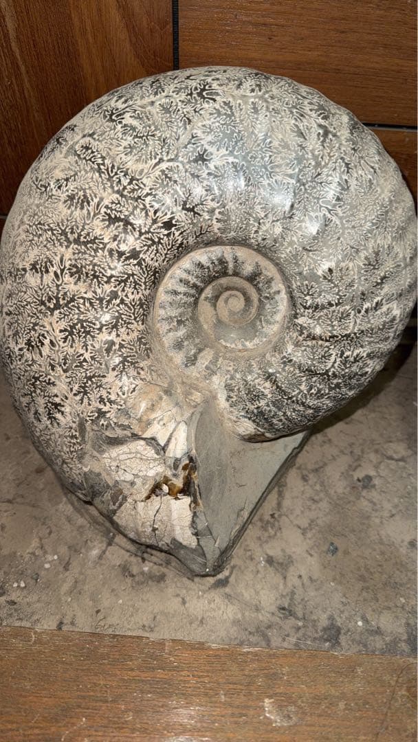 アンモナイト化石 約30cm