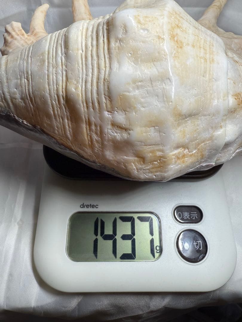 貝殻(沖縄の青い海の宝)ラクダガイ