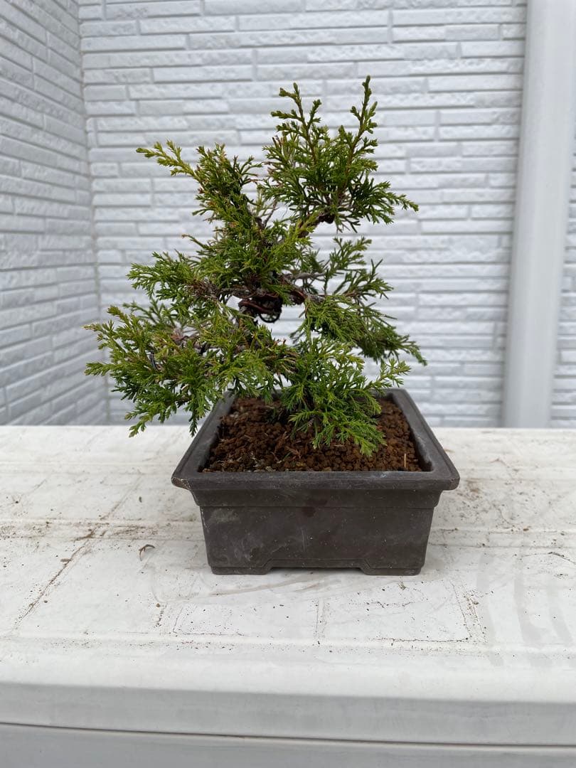 糸魚川真柏　盆栽