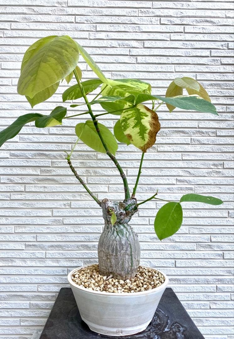 ボンバックス　斑入り