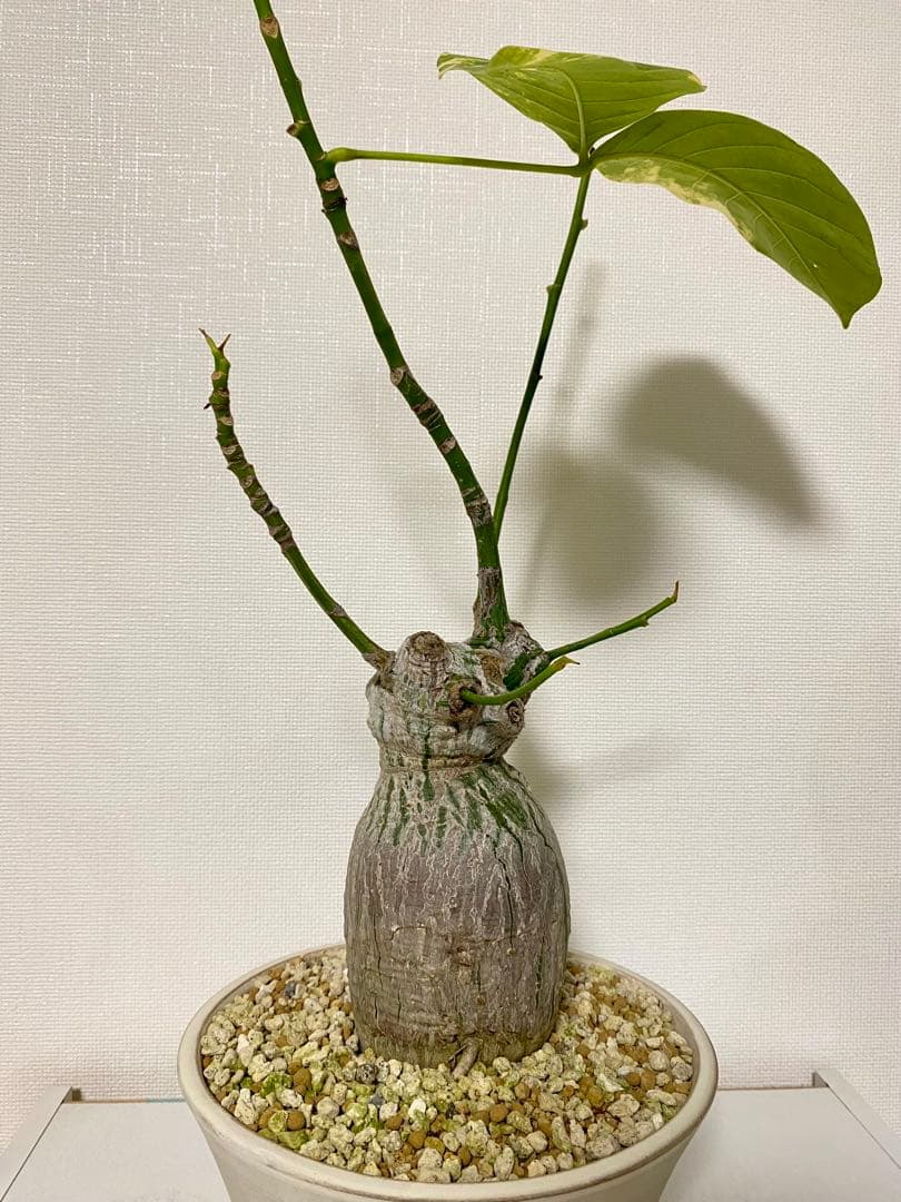 ボンバックス　斑入り