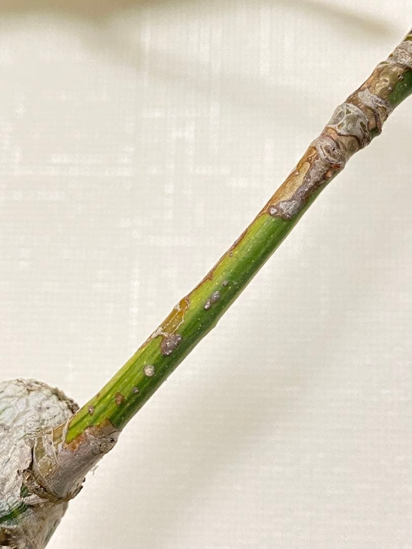 ボンバックス　斑入り