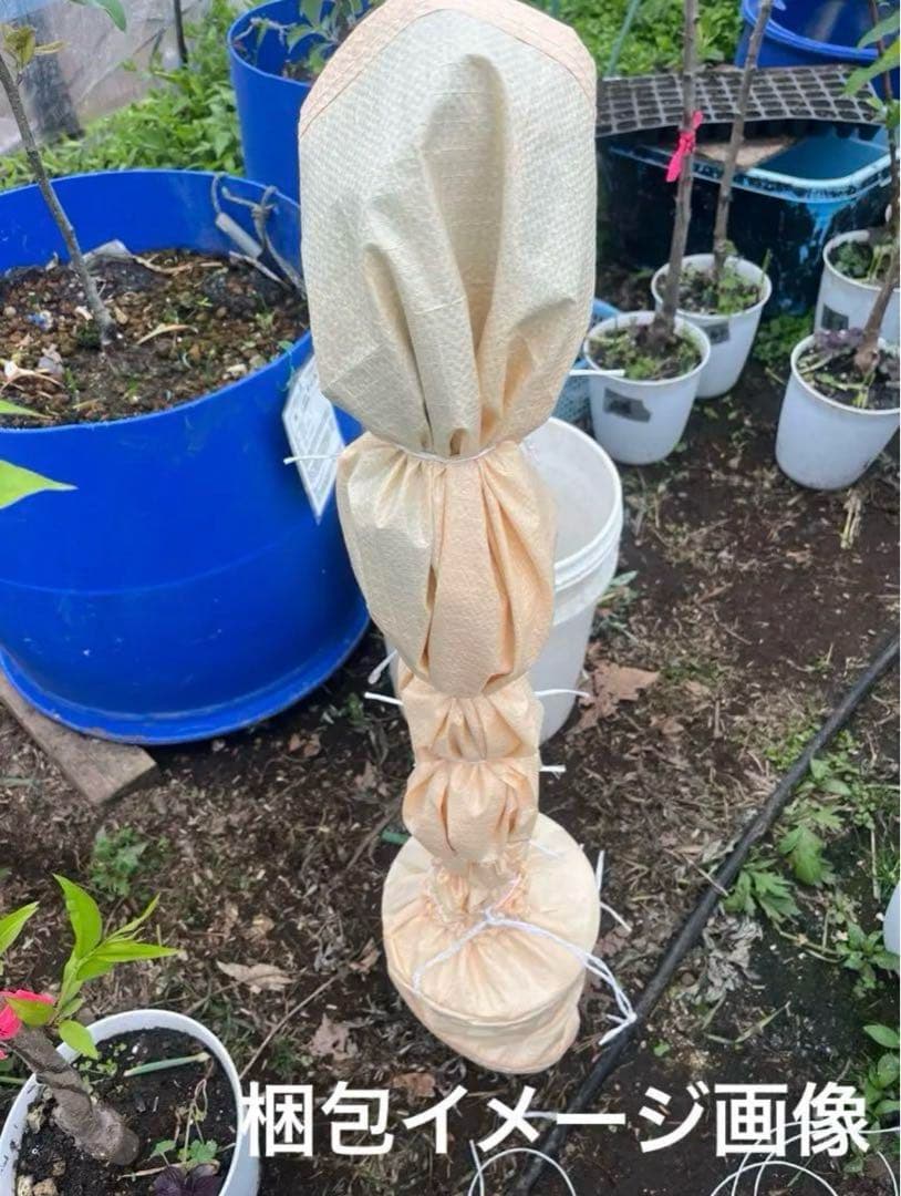 鬼クルミ　苗木　1.7メートル1本　小3セット