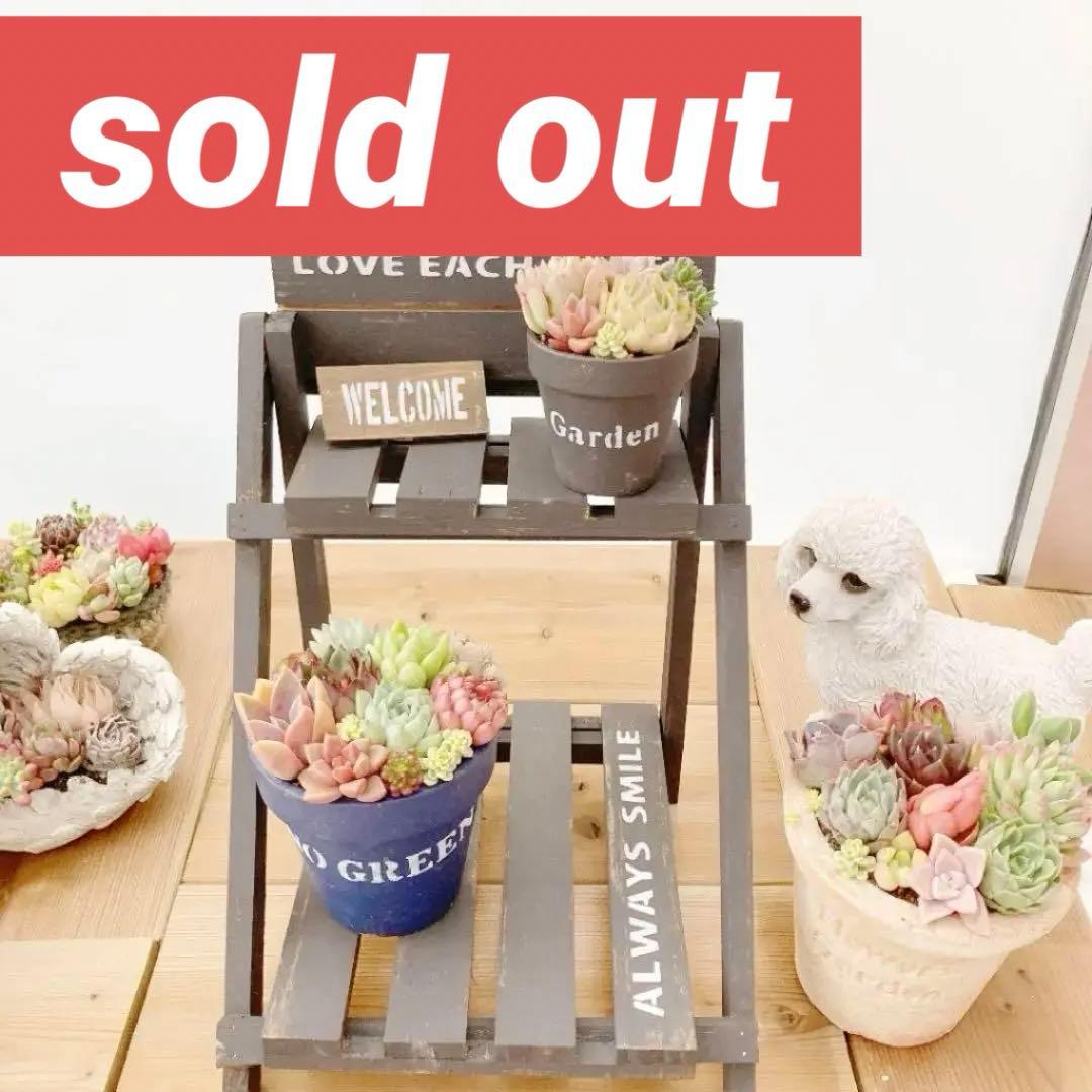 多肉植物　寄せ植え　（男前バージョン）