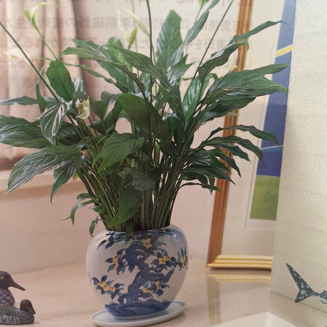 伊万里焼　大型植木鉢　花瓶　紫陽花