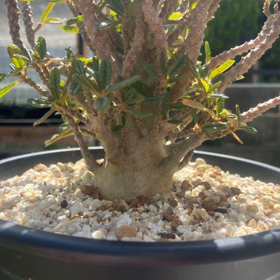 ドルステニア ギガス　ブラータ　挿木　大株　アガベ　パキポディウム　サボテン