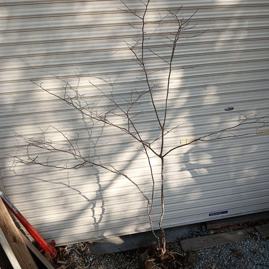 ナツハゼ　2本立ち　山採り