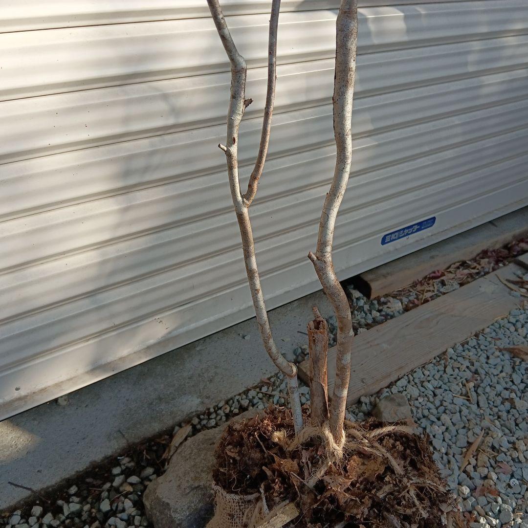 ナツハゼ　2本立ち　山採り