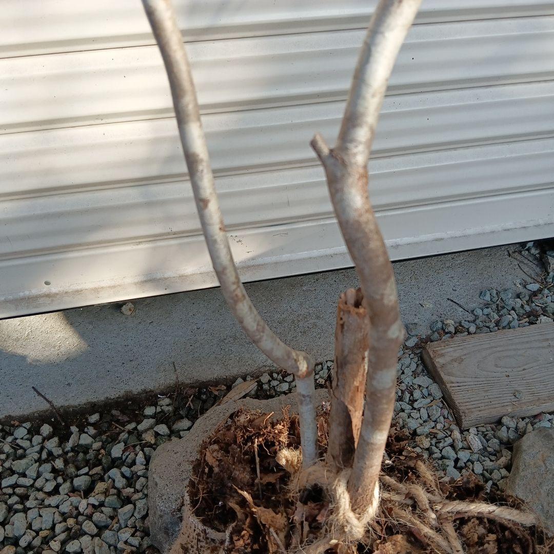 ナツハゼ　2本立ち　山採り