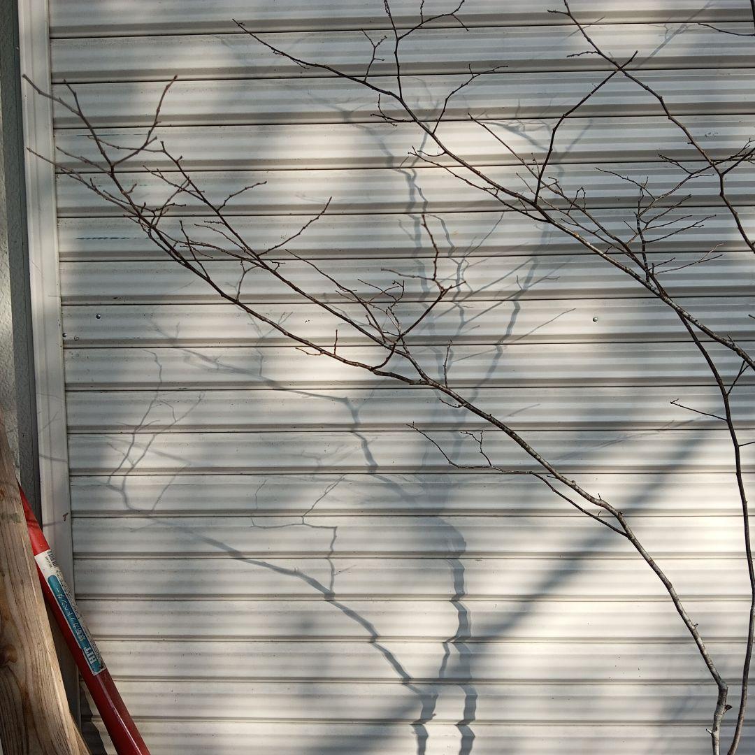 ナツハゼ　2本立ち　山採り