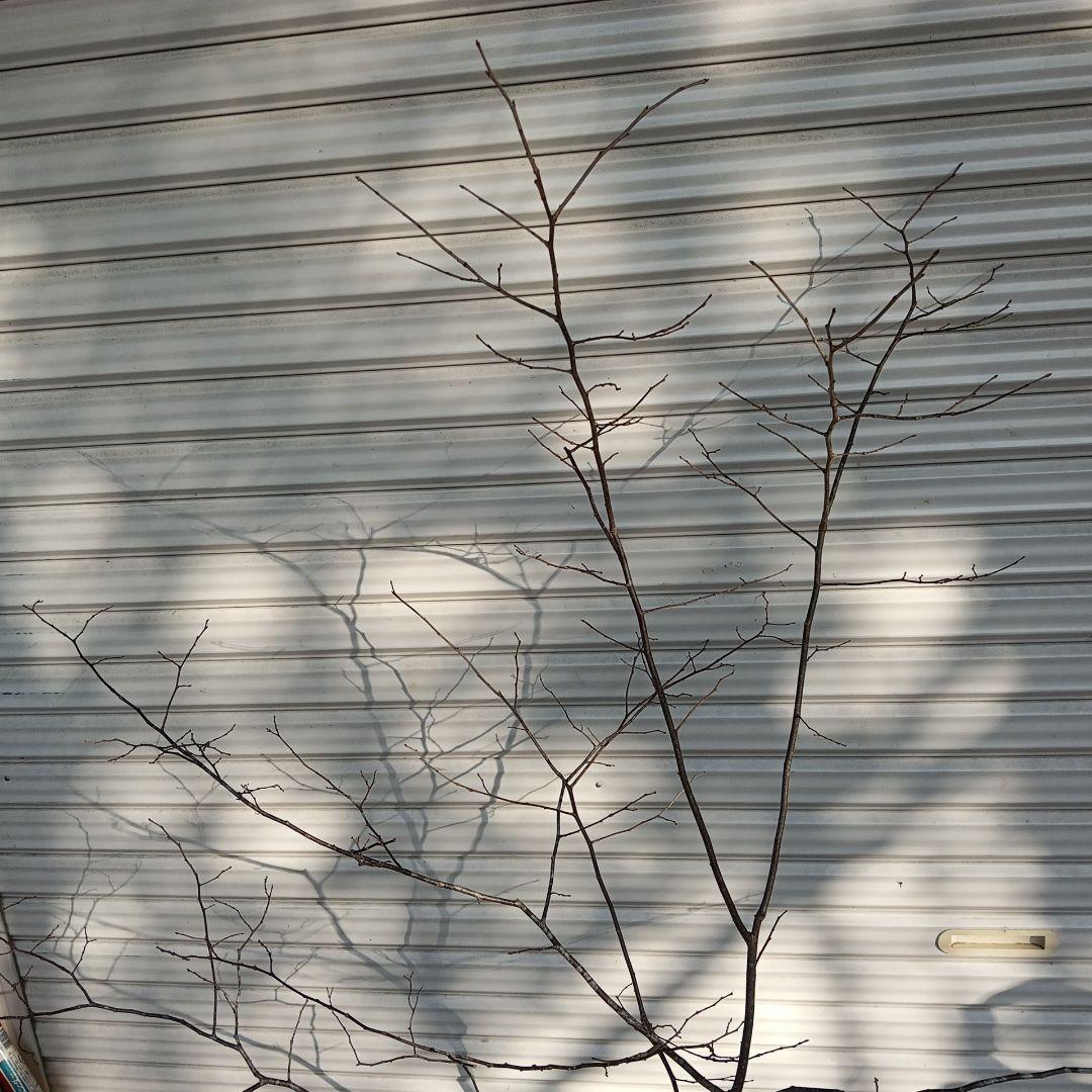 ナツハゼ　2本立ち　山採り