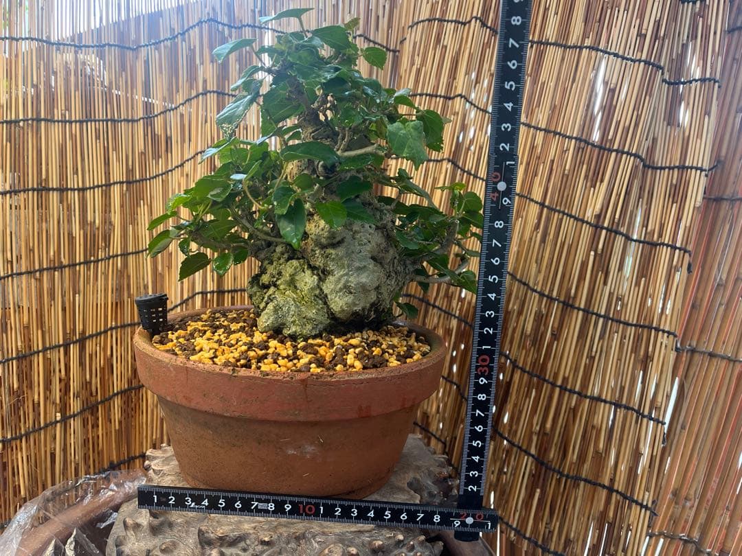 ✨✨✨オキナワオオハマボウ【◎良品素材】検/ユウナ/ハート葉happy♪