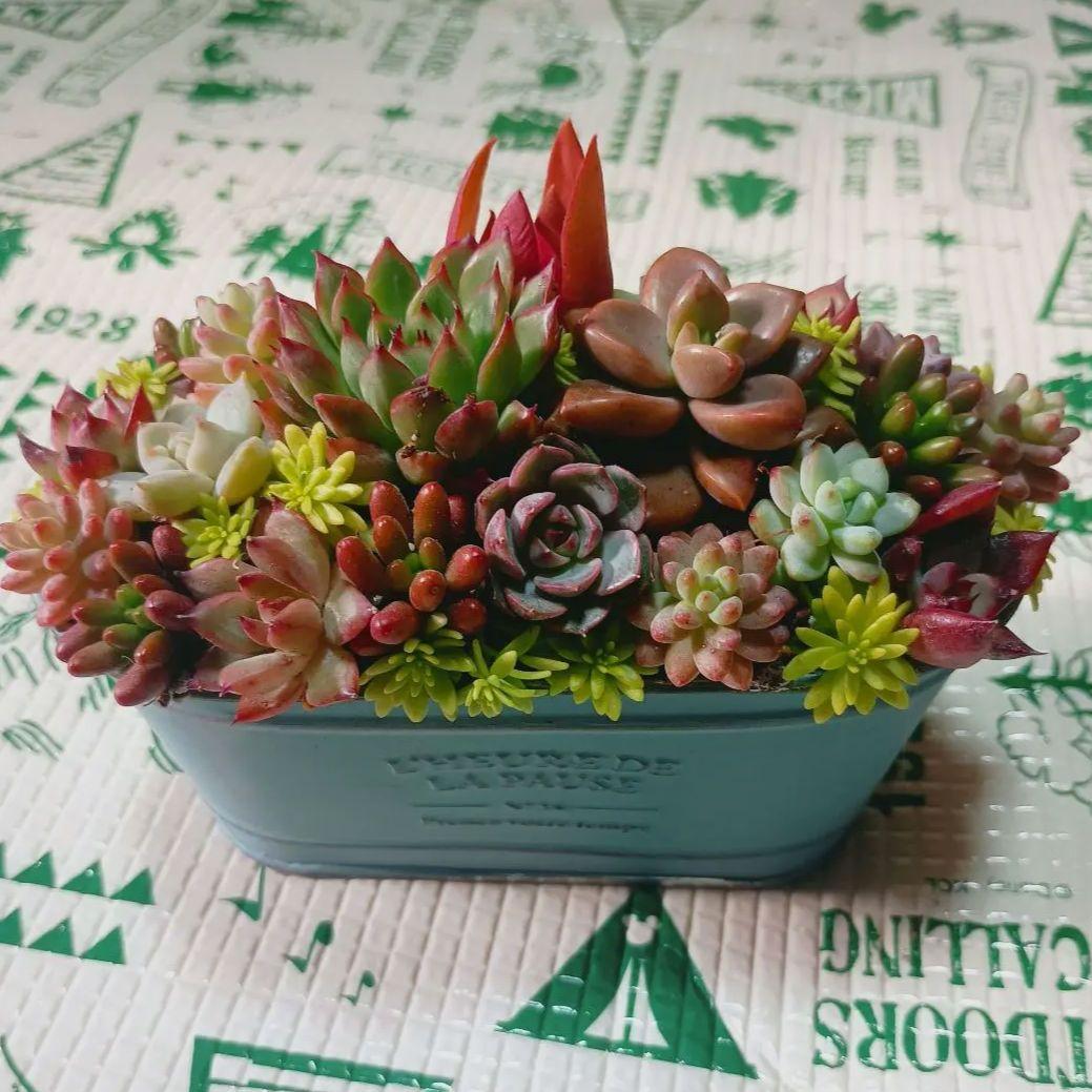 多肉植物　モリモリ寄せ植え　そのまま飾れる　小苗