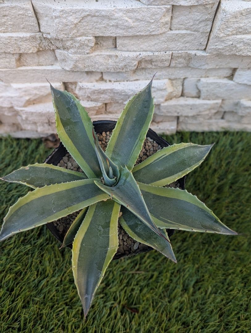 【アガベ オバティフォリア ‘オルカ’ 4号ポット 現品】②