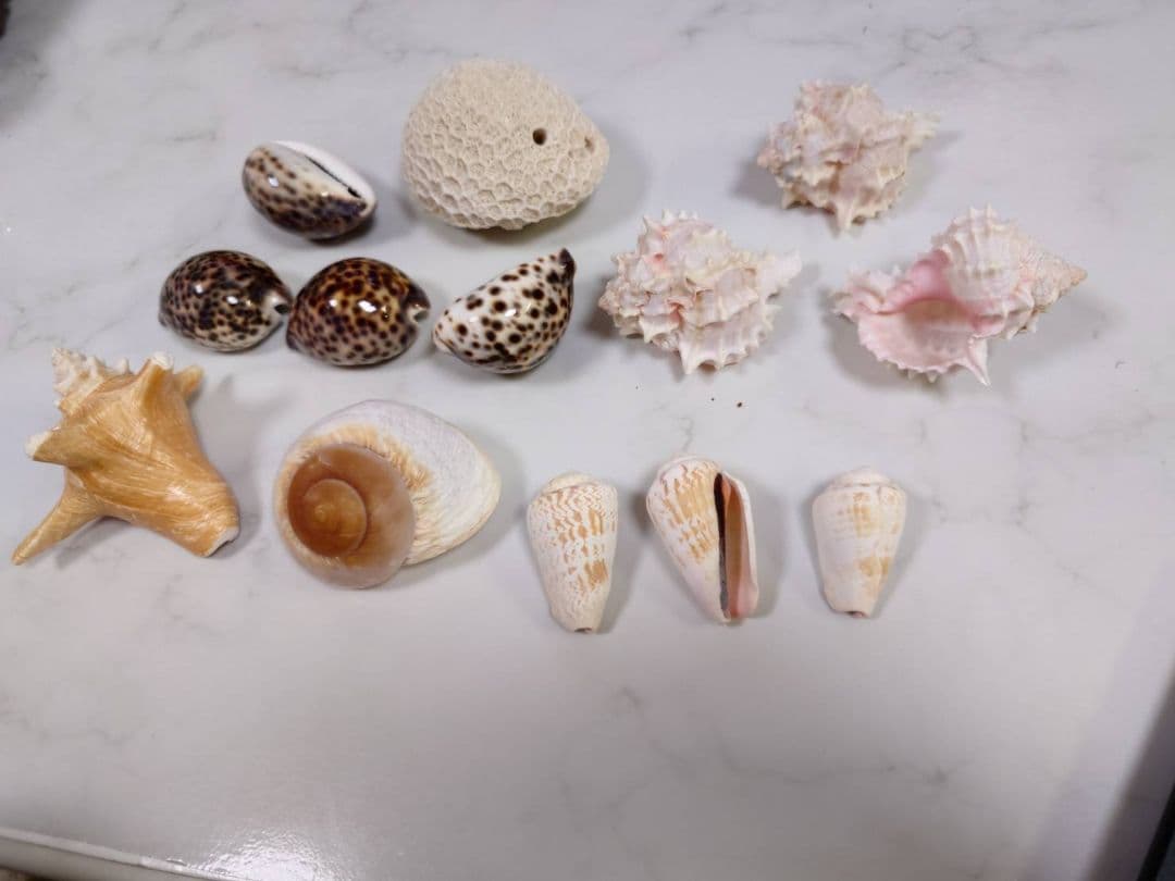 かいがら13セット