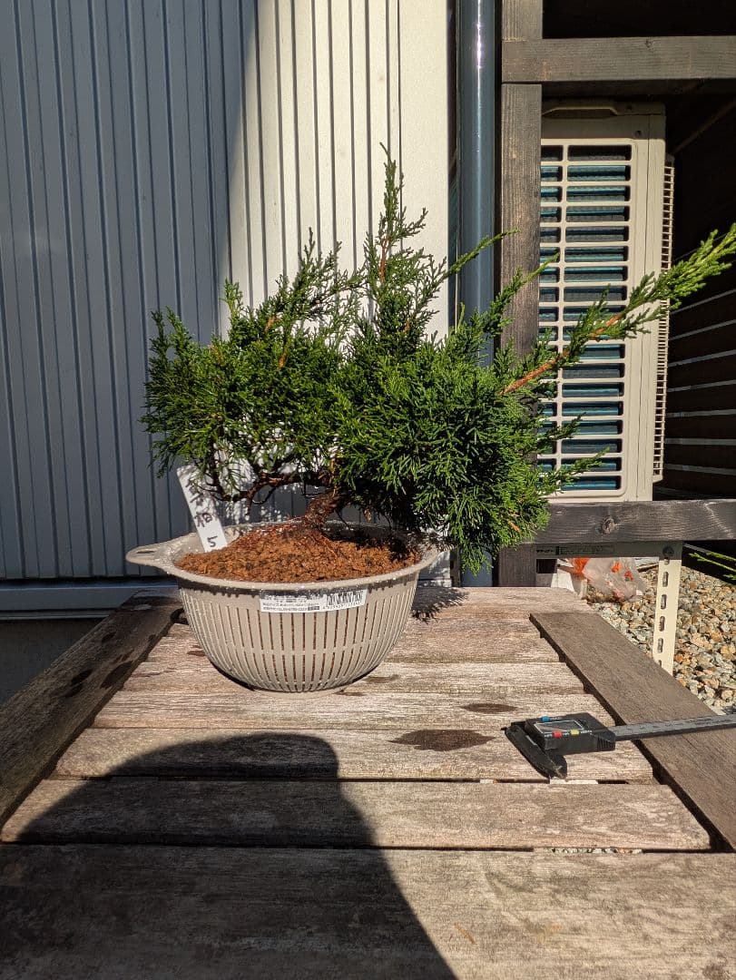 盆栽素材　真柏5 成長中♥