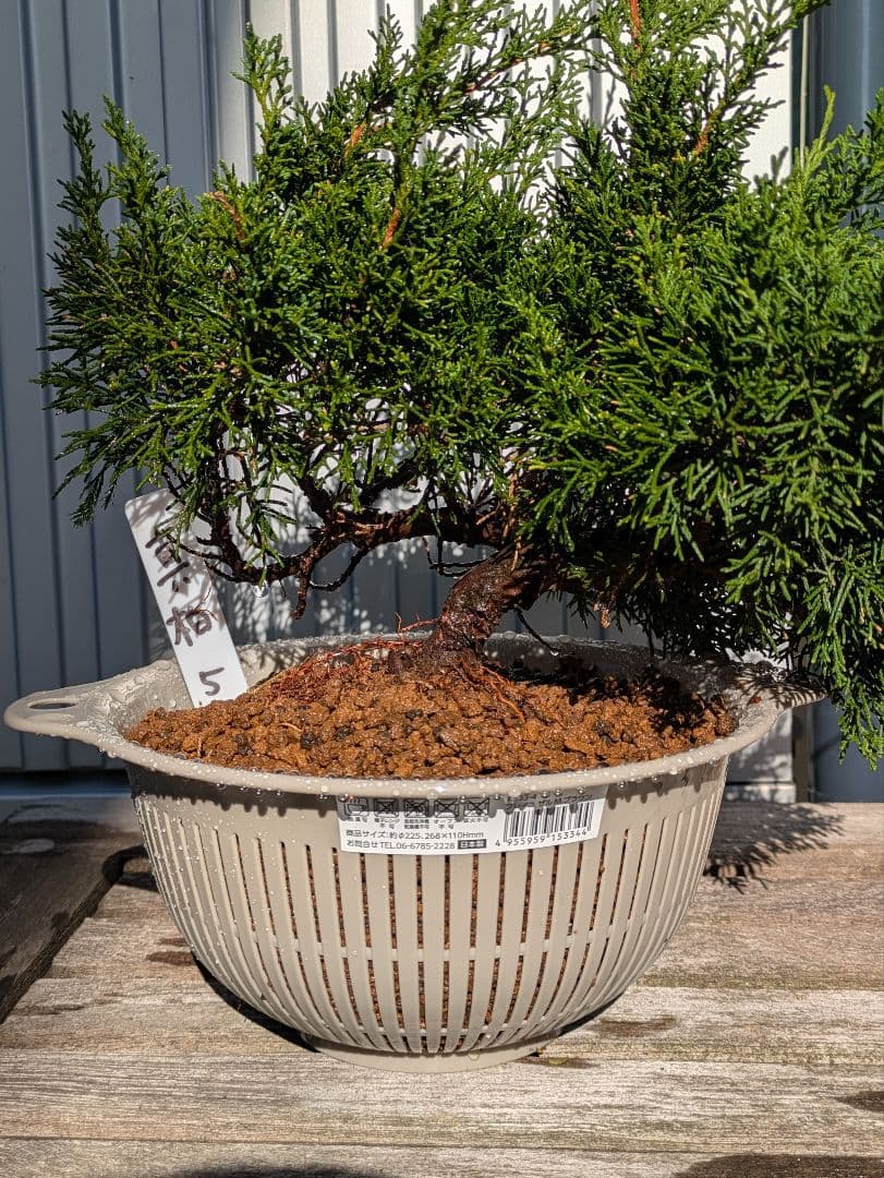盆栽素材　真柏5 成長中♥