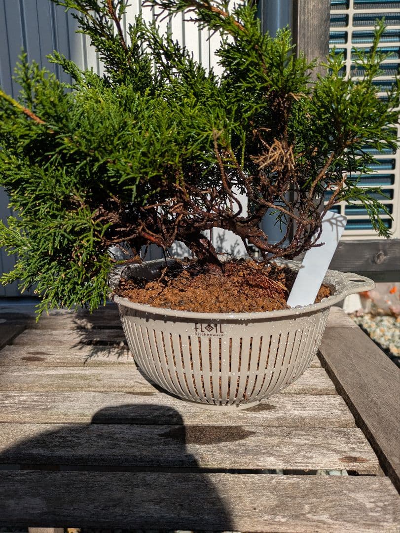 盆栽素材　真柏5 成長中♥