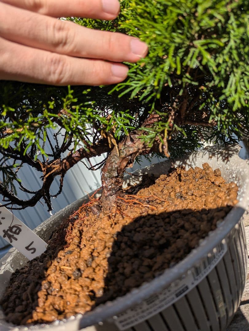 盆栽素材　真柏5 成長中♥