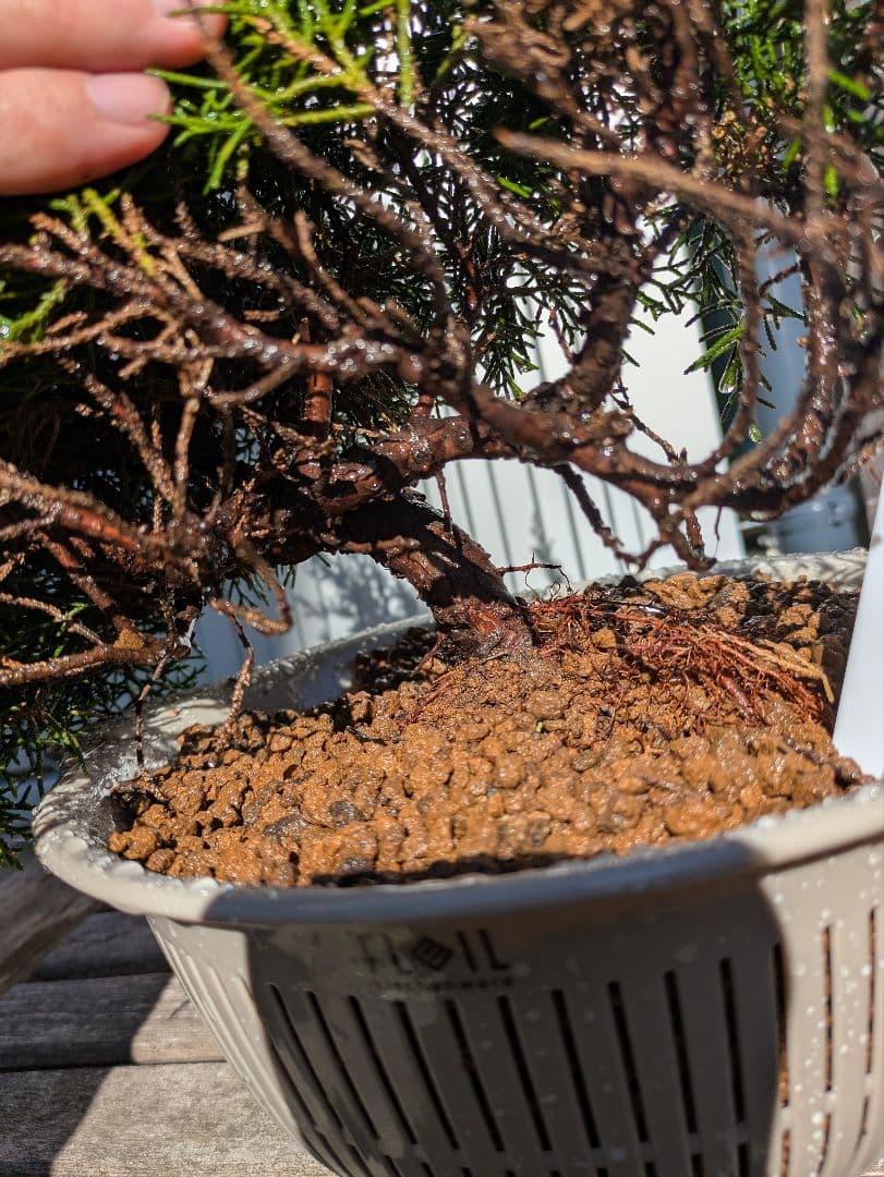 盆栽素材　真柏5 成長中♥