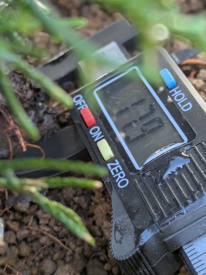 盆栽素材　真柏5 成長中♥