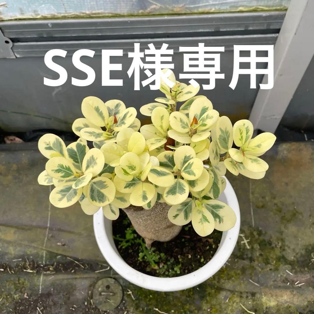 リピート価格　パンダガジュマル　斑入り　8号リン鉢