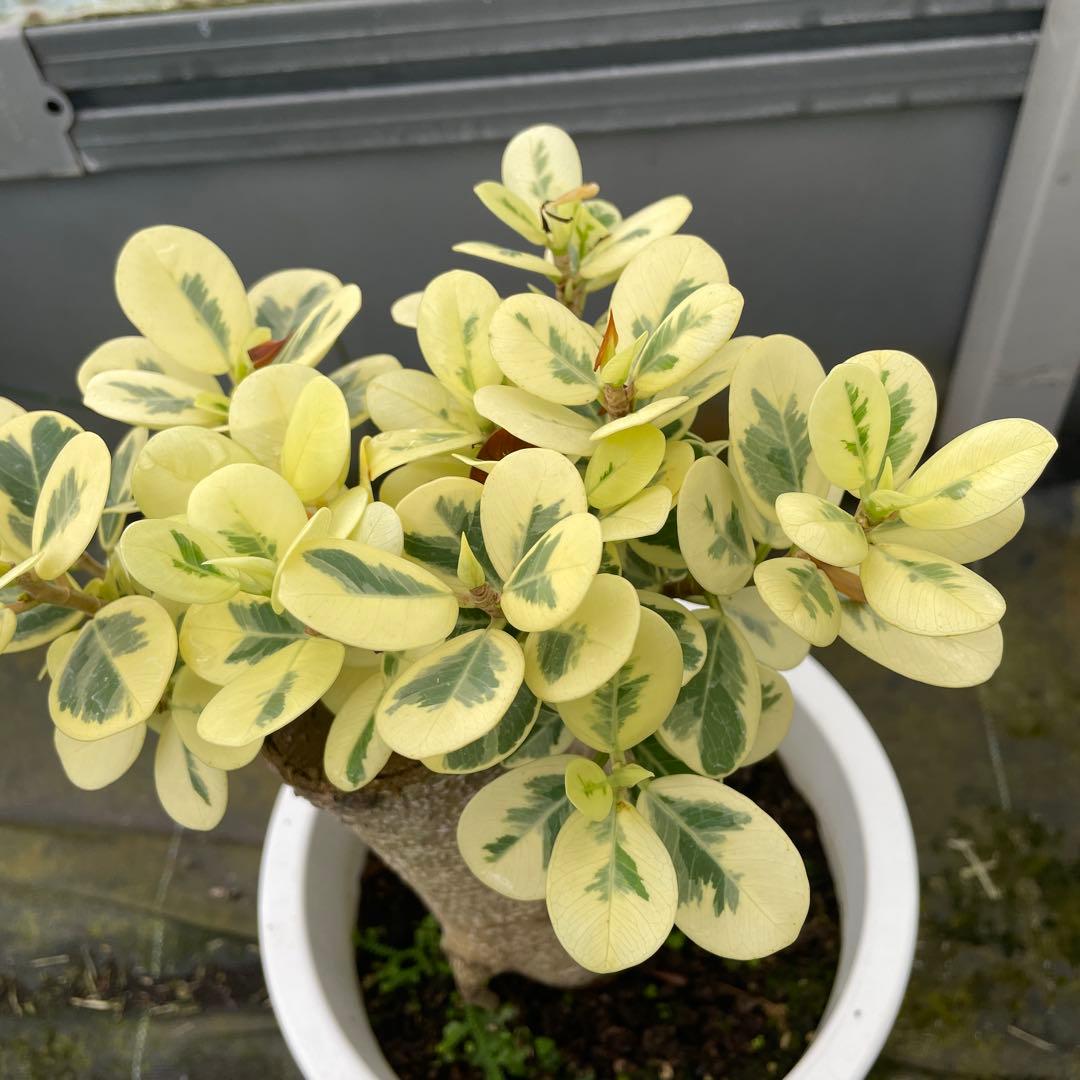 リピート価格　パンダガジュマル　斑入り　8号リン鉢