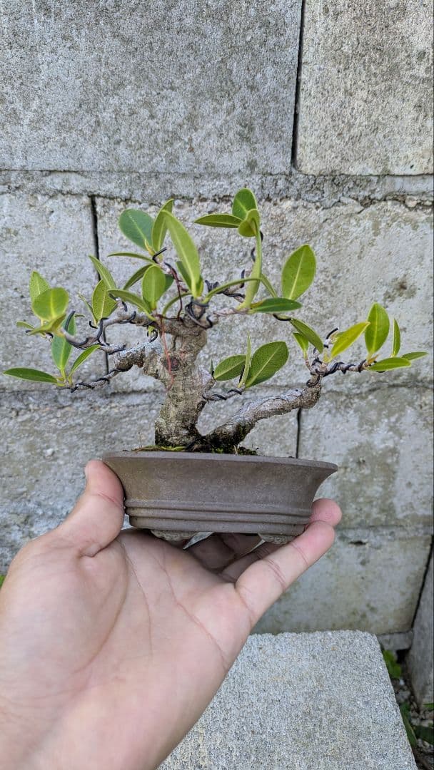 手のりガジュマル　沖縄県産