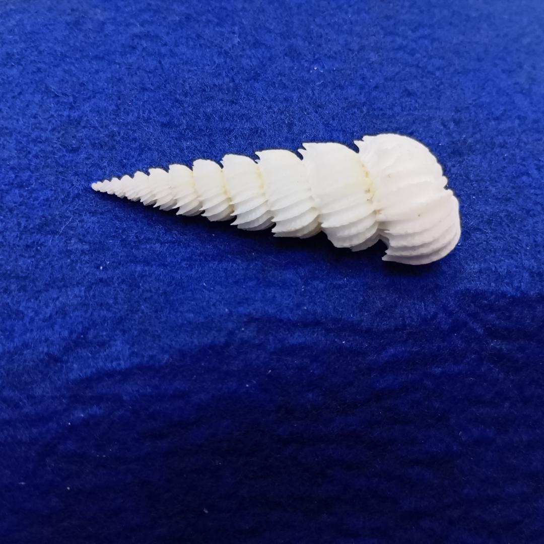 貝標本ヤエバイトカケ（蓋付）