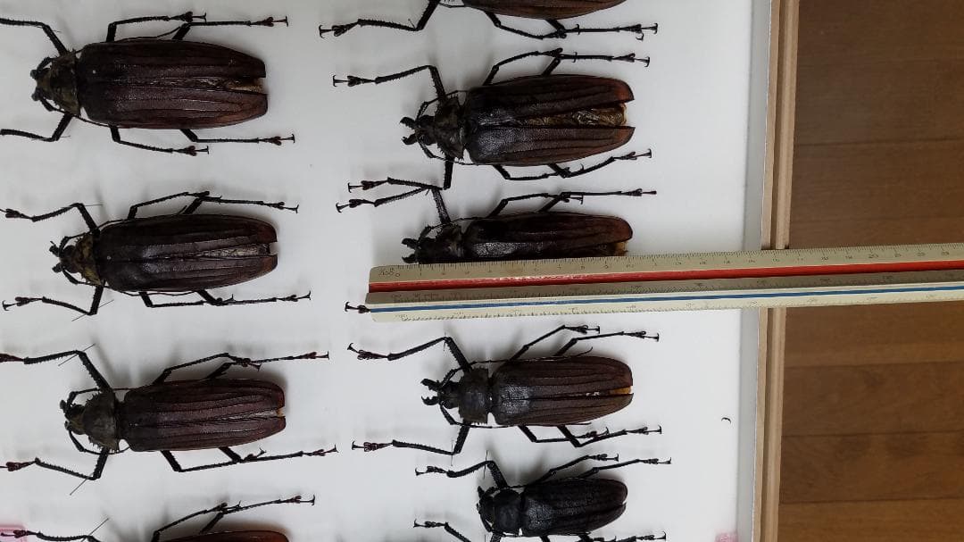 コレクションシリーズブルウスオオウスバカミキリと他