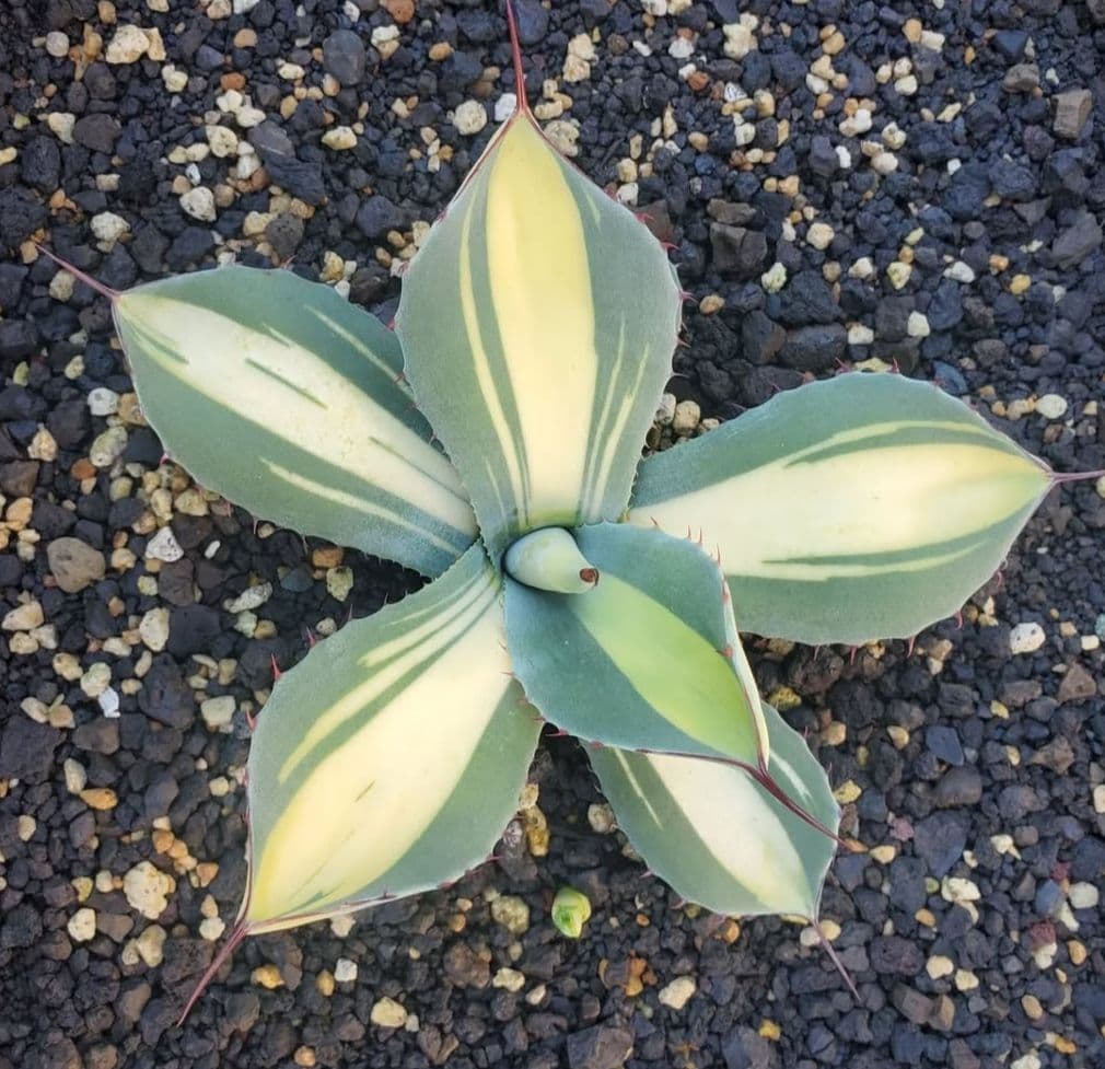 negi-mu　アガベ　パリー　トランカータ　中斑　子株