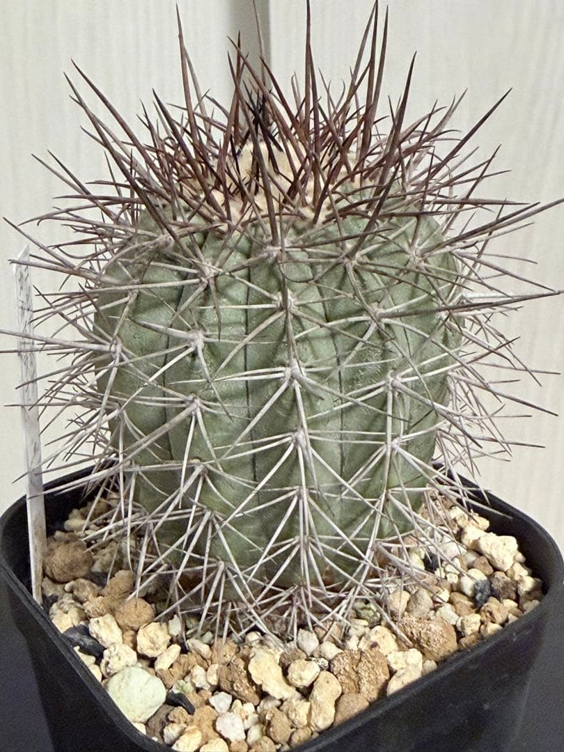 コピアポアカルデラナ 実生