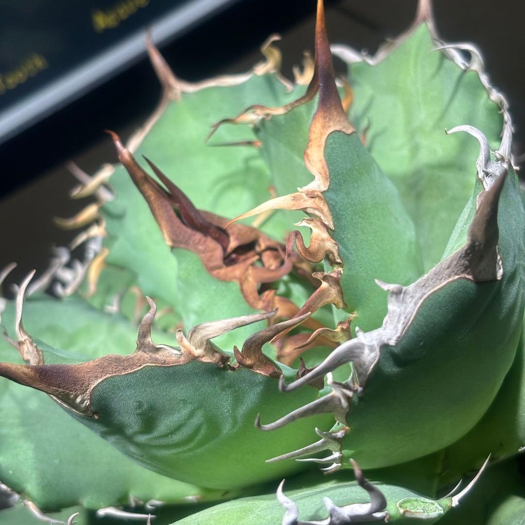 特出！アガベチタノタ毒液（極上株）超S級良形狂棘superヴェノム激レア大株