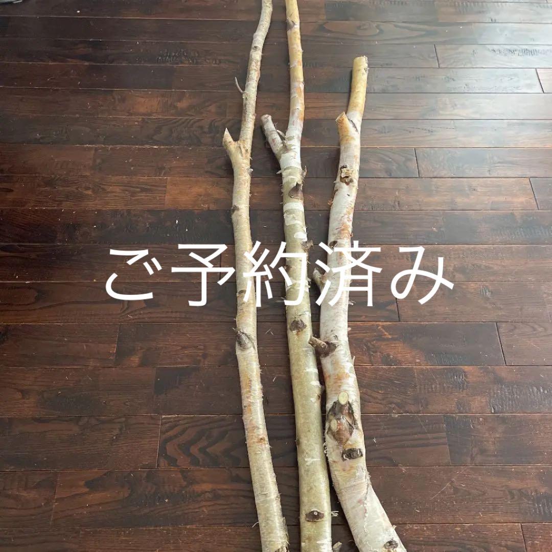 北海道　白樺の木　店舗用インテリア　雑貨　ディスプレイ