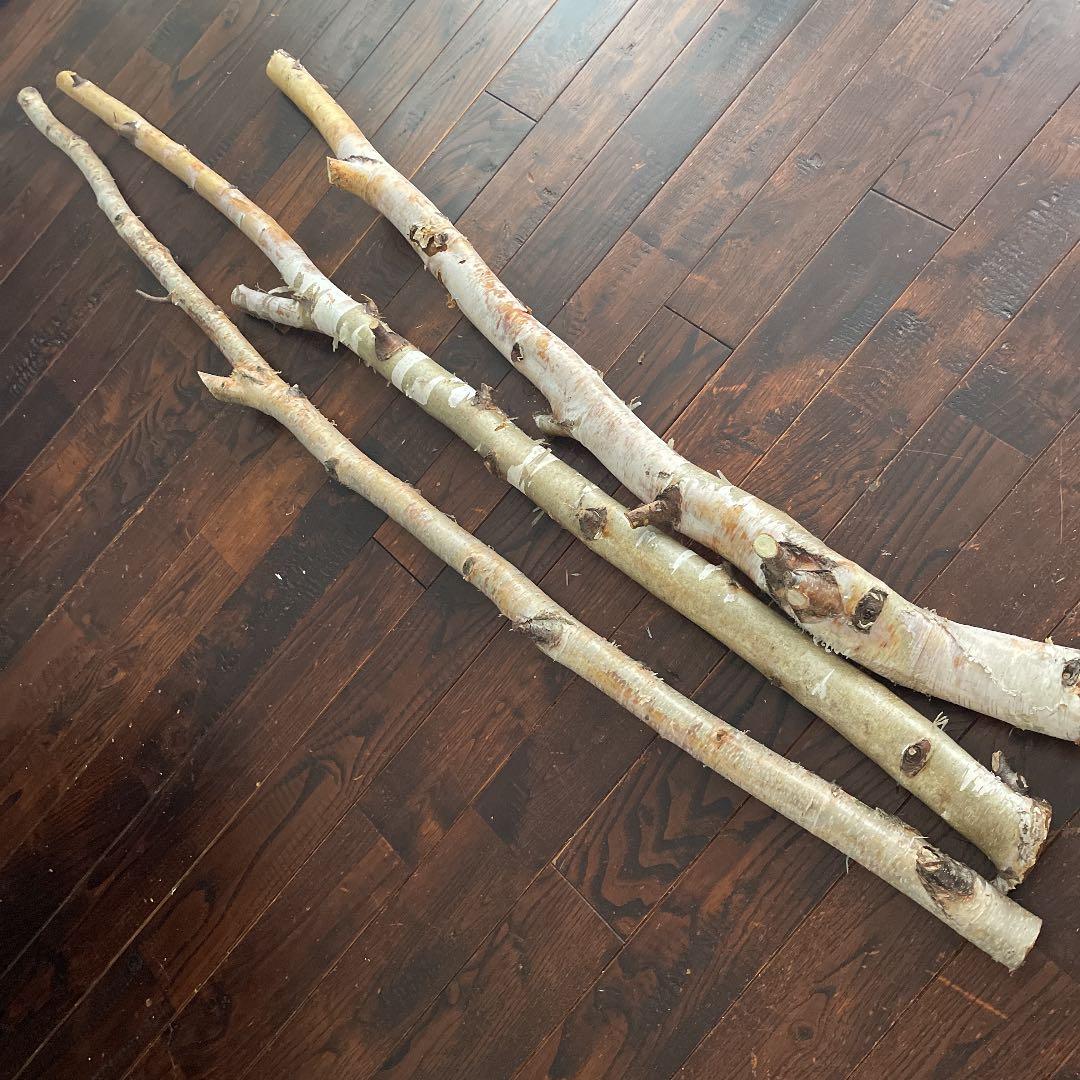 北海道　白樺の木　店舗用インテリア　雑貨　ディスプレイ