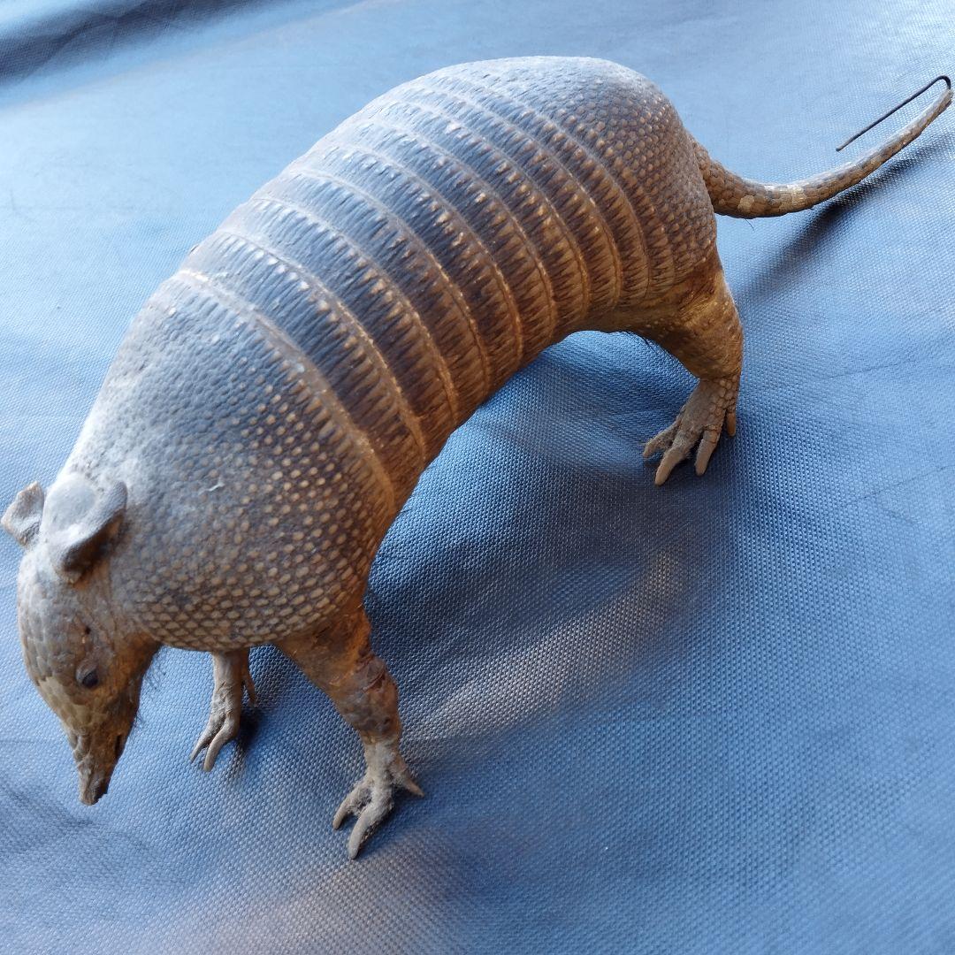 アルマジロ　剥製