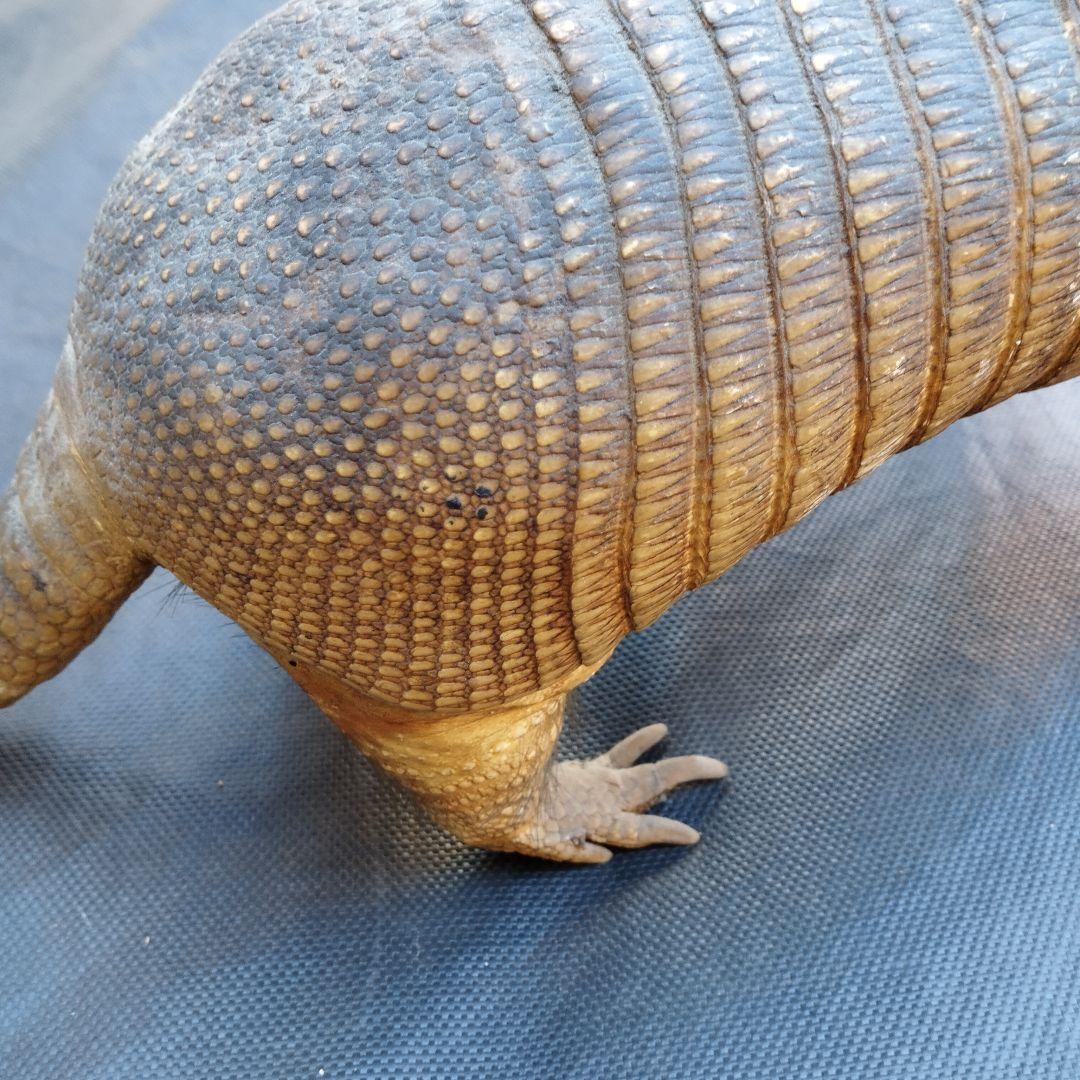 アルマジロ　剥製