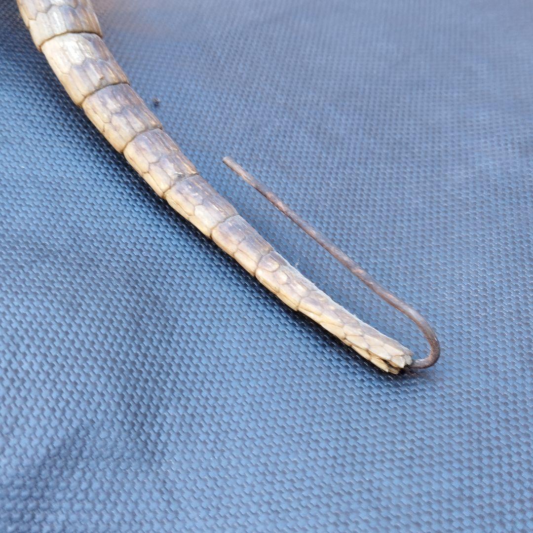 アルマジロ　剥製