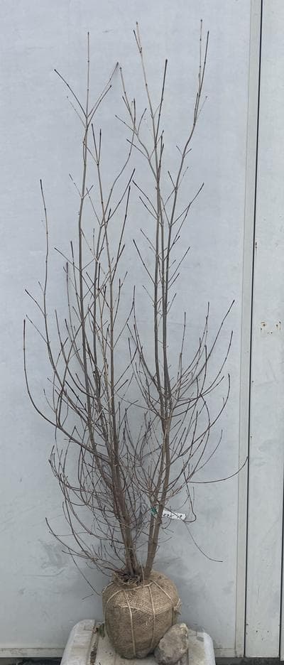 《現品》山法師(ヤマボウシ)株立ち　樹高1.6ｍ（根鉢含まず）18【苗木/植木】