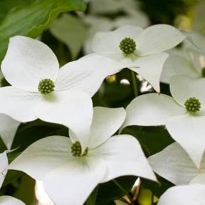 《現品》山法師(ヤマボウシ)株立ち　樹高1.6ｍ（根鉢含まず）18【苗木/植木】