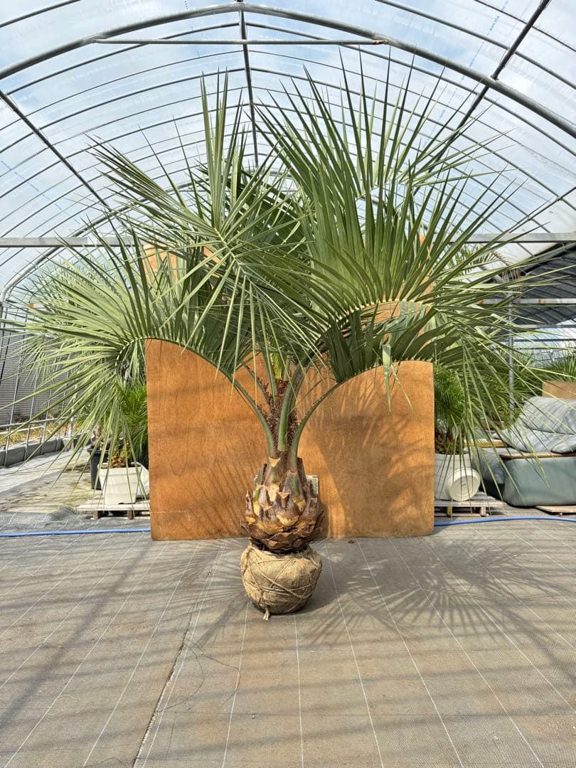 ココスヤシシルバーリーフ【極太】葉先200cm幹回り110cm 幹高50cm