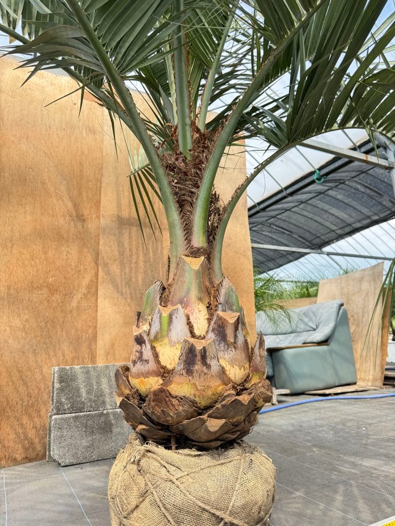 ココスヤシシルバーリーフ【極太】葉先200cm幹回り110cm 幹高50cm