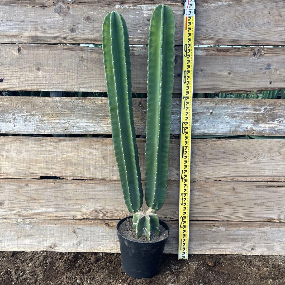 越冬済まとめ買いOK 柱サボテン　鬼面角　発根　サボテンブランチ　ロックガーデン