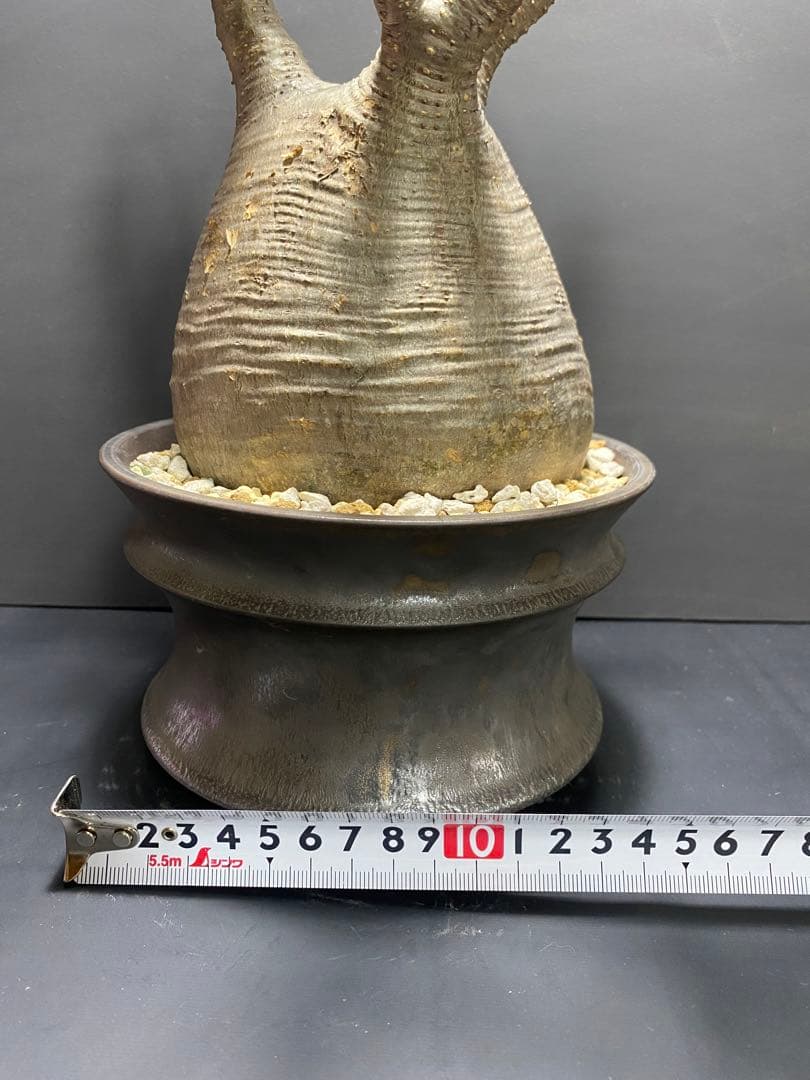 パキポディウム　グラキリス　現地球　コレクション株　良型株　鉢のまま発送