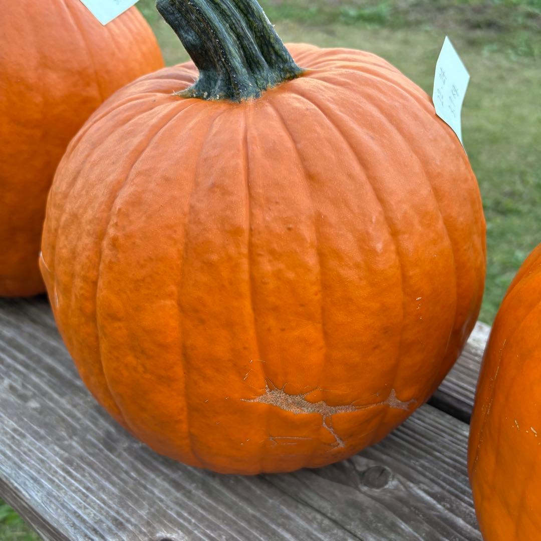 【A19c】ハロウィンかぼちゃ　本物