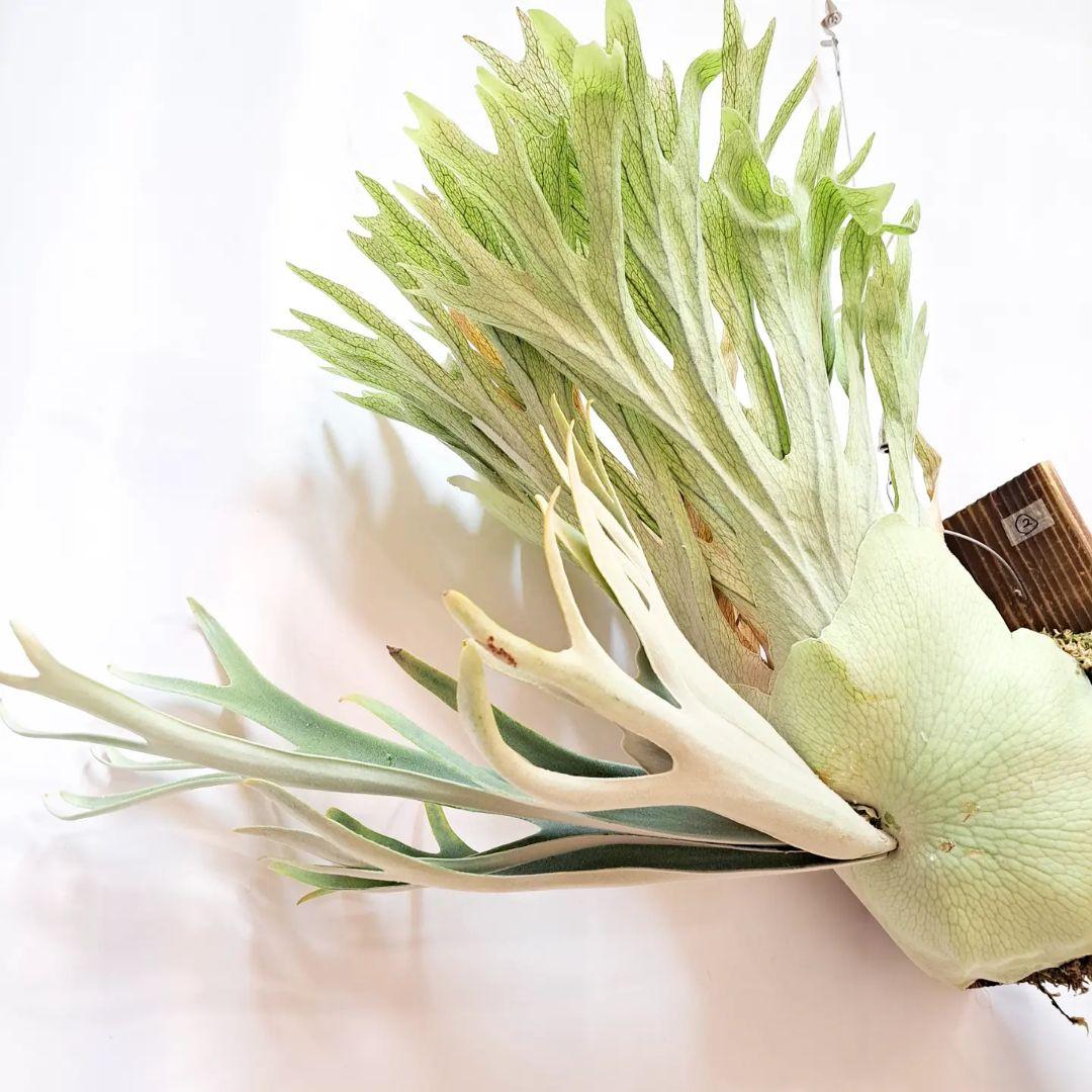 P.veitchii sp. sporeling TIP#2 ビカクシダ